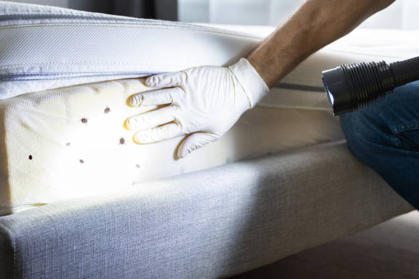 Best Emergency Pest Control  in Albion, PA