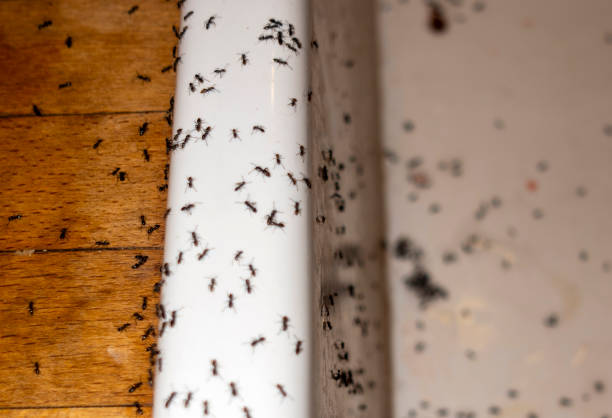 Best Termite Control Services  in Albion, PA