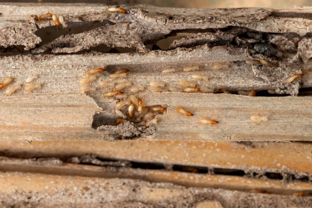 Best Wildlife Control Services  in Albion, PA