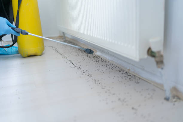 Best Flea Control Services  in Albion, PA